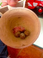 /album/cria-2013/img-0566-jpg2/